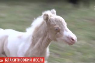 У Харківському екопарку народилось мініатюрне "плюшеве" лоша