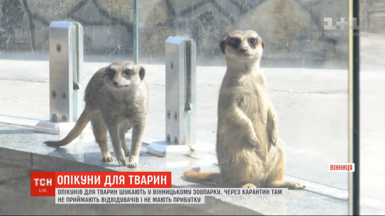Сурикати, ведмеді та страуси: у Вінницькому зоопарку пропонують взяти під опіку звірів та птахів