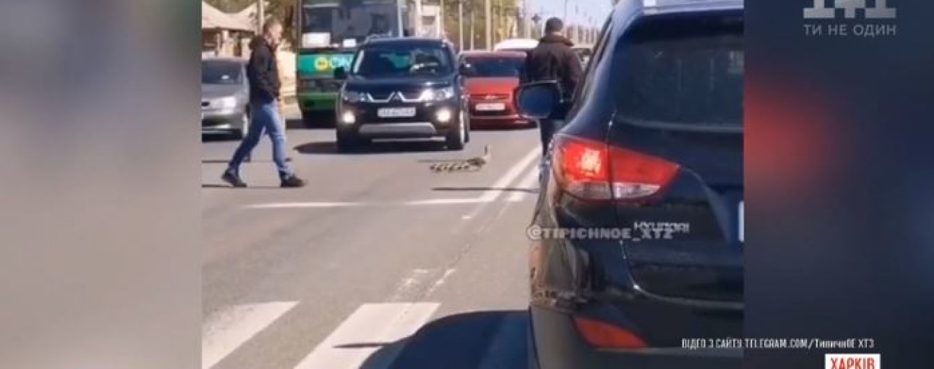 Дика качка з каченятами зупинили рух транспорту в Харкові