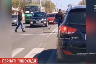 Дика качка з каченятами зупинили рух транспорту в Харкові