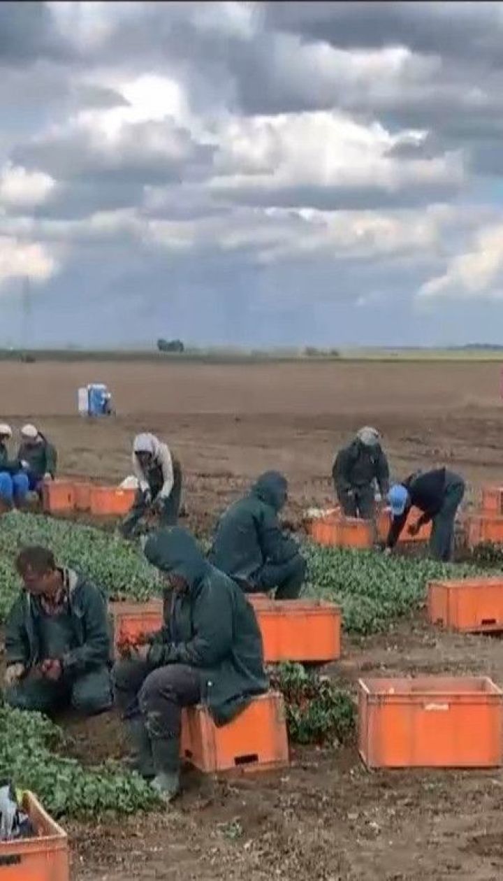Руки на экспорт: несмотря на закрытые границы, украинских заробитчан зовут на работу в Европу
