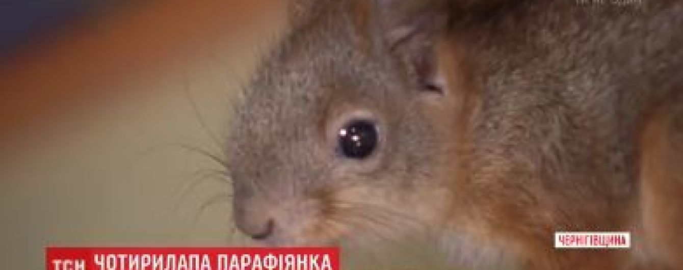 Священник із прославленої кінострічкою церкви взяв на поруки білочку, яка народилась у щілинах храму