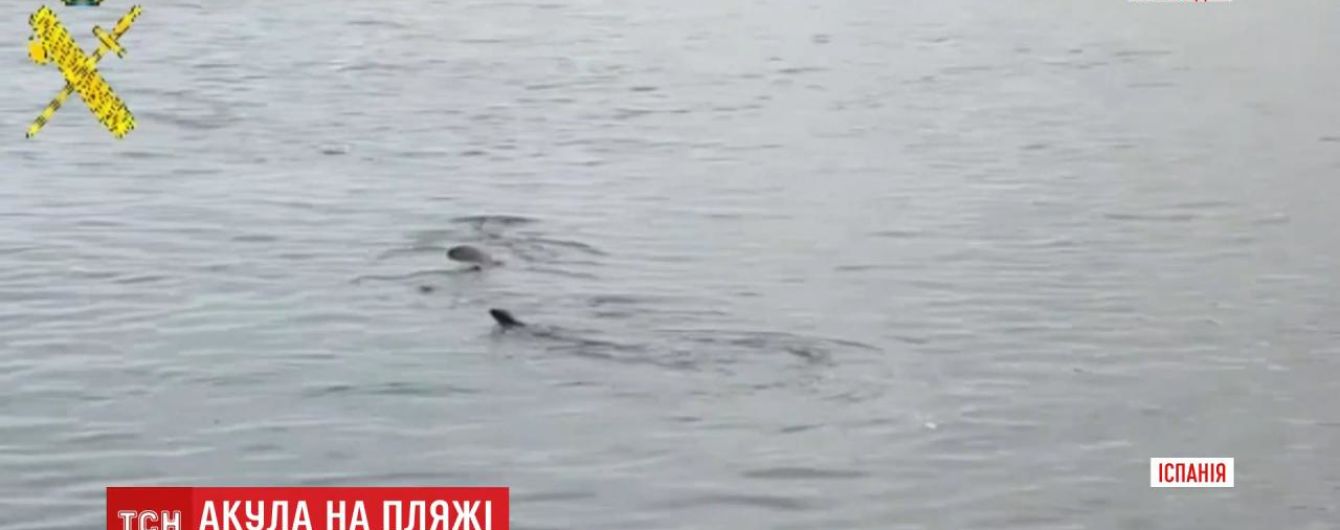 На іспанському пляжі, який спорожнів через карантин, помітили 8-метрову акулу