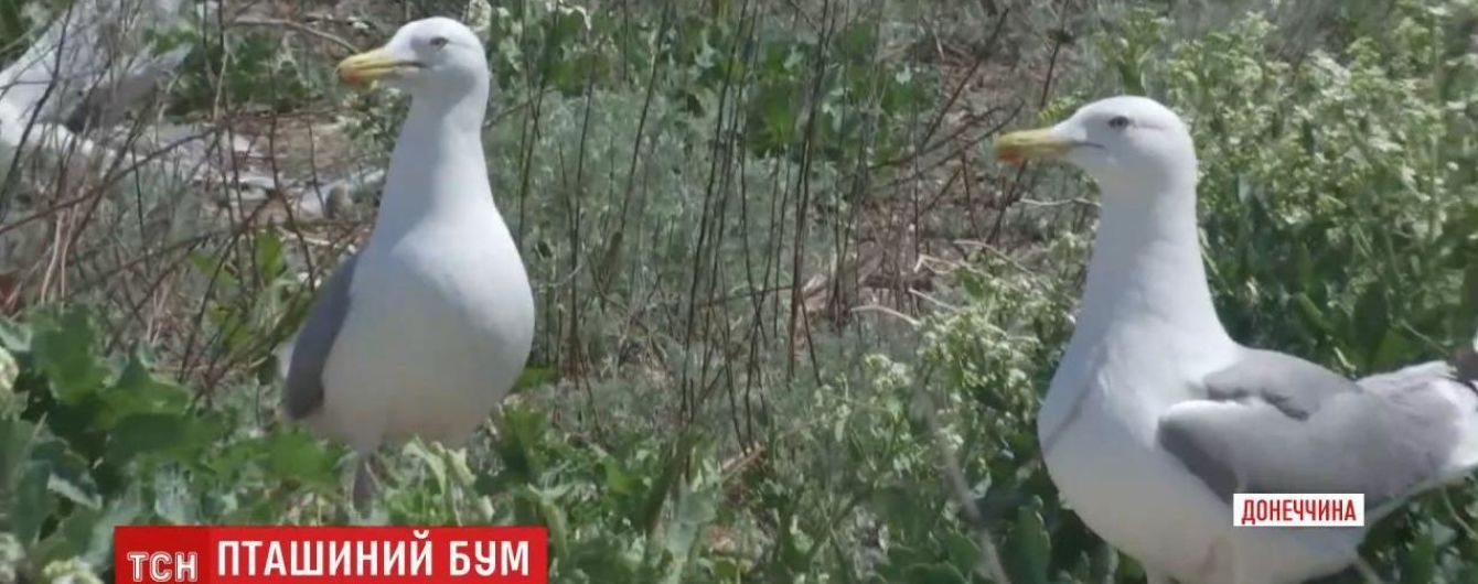 На побережье Азовского моря массово поселились чайки-хохотуньи