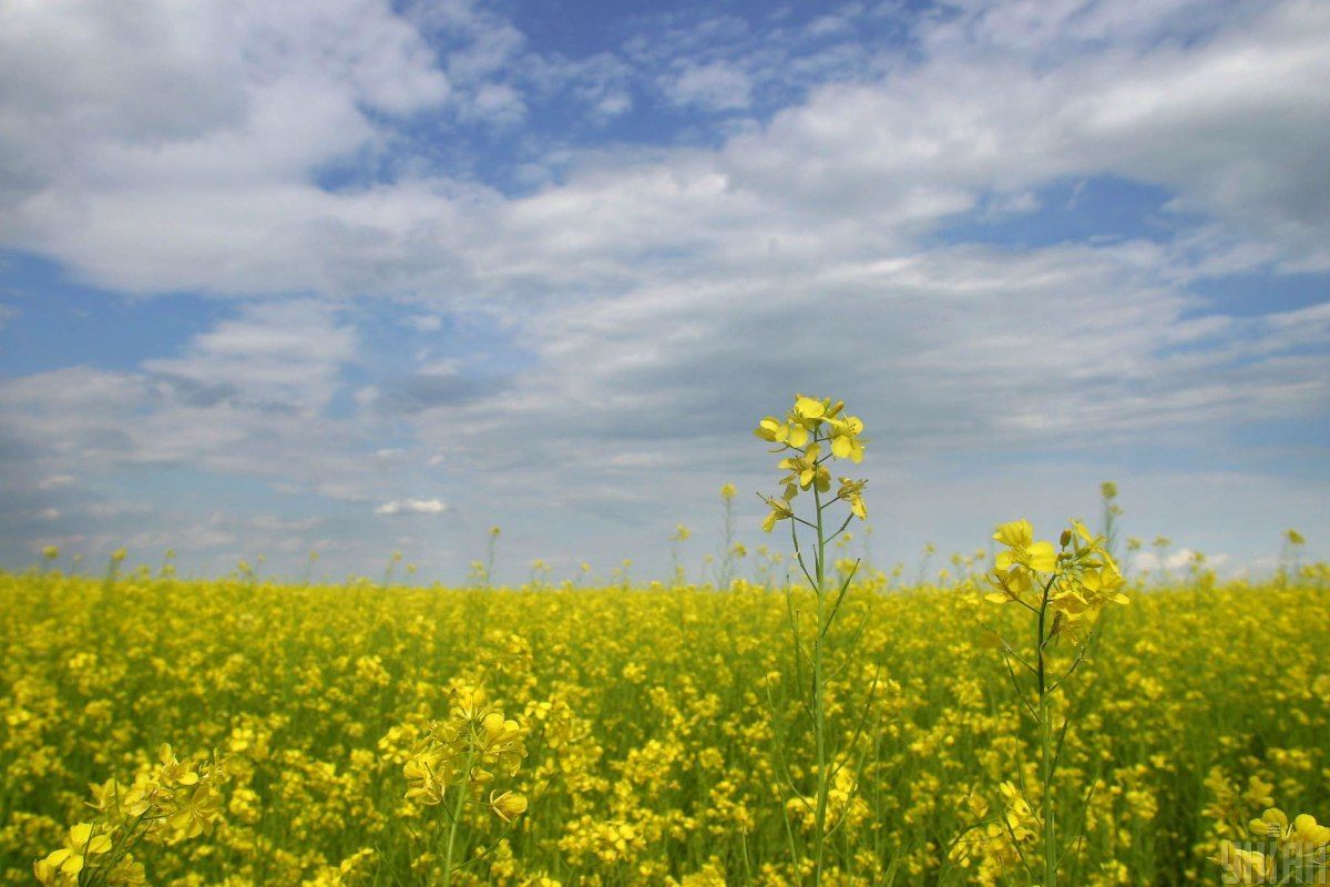 Рапс. Ріпак. Поле