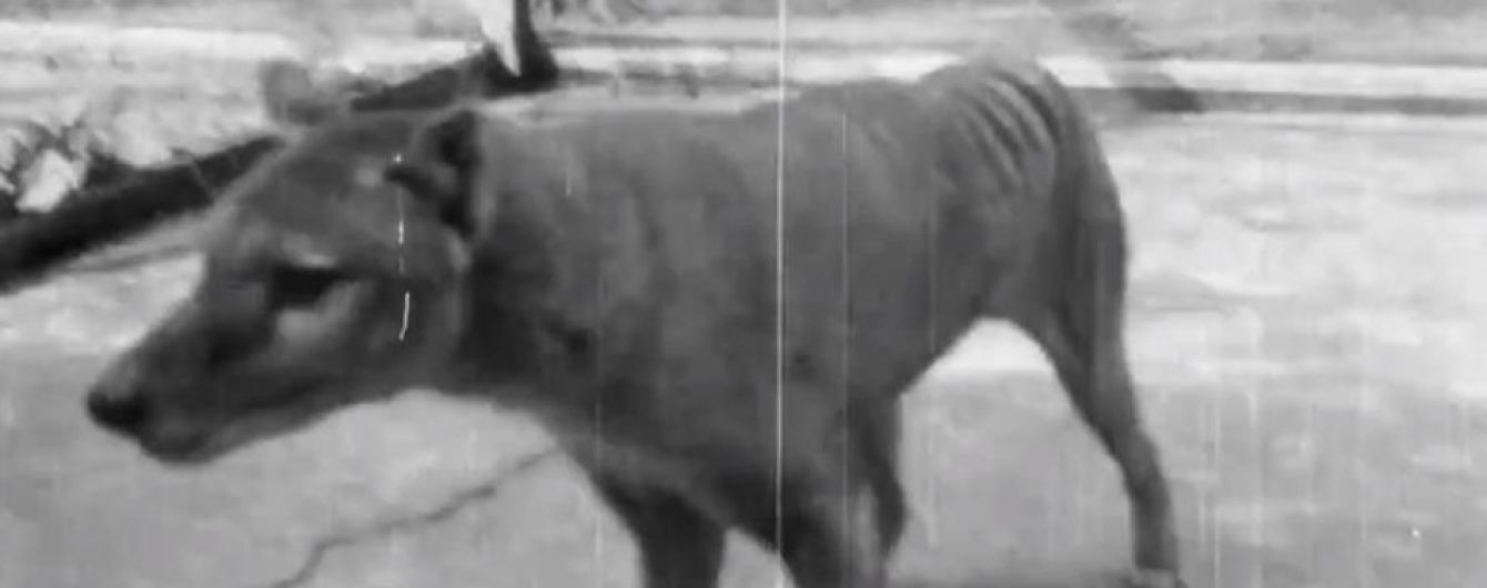 У Мережі з’явилося рідкісне відео останнього сумчастого вовка у світі