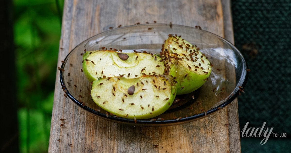 плодові мушки