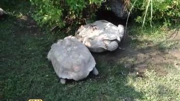 Справжня черепашача дружба "підірвала" Інтернет