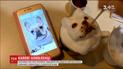 Владелица кафе в Тайване создает портреты домашних любимцев с молочной пенки