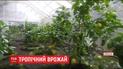 В буковинской теплице черновчанин создал тропический сад