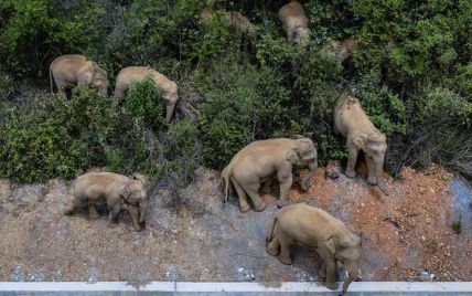 В Китае сбежали слоны и уничтожили урожай на 1 млн долларов