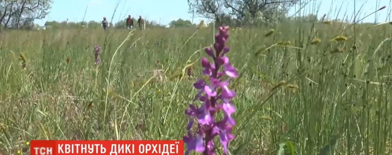 У Миколаївській області зацвіло найбільше в Європі поле диких орхідей