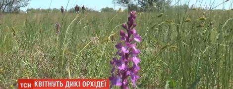 В Николаевской области зацвело самое большое в Европе поле диких орхидей