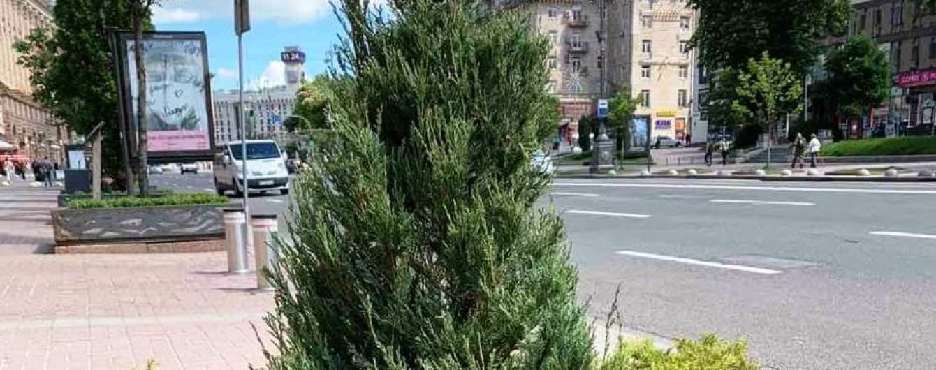 "Поклали туї на Київ": соцмережі обурені новим озелененням Хрещатика