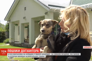 У селі в Київській області з'явився шкуродер, який труїть та відстрілює безпритульних тварин