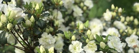 Гороскоп на 27 травня для всіх знаків зодіаку: день, коли потрібно бути обережніше з бажаннями