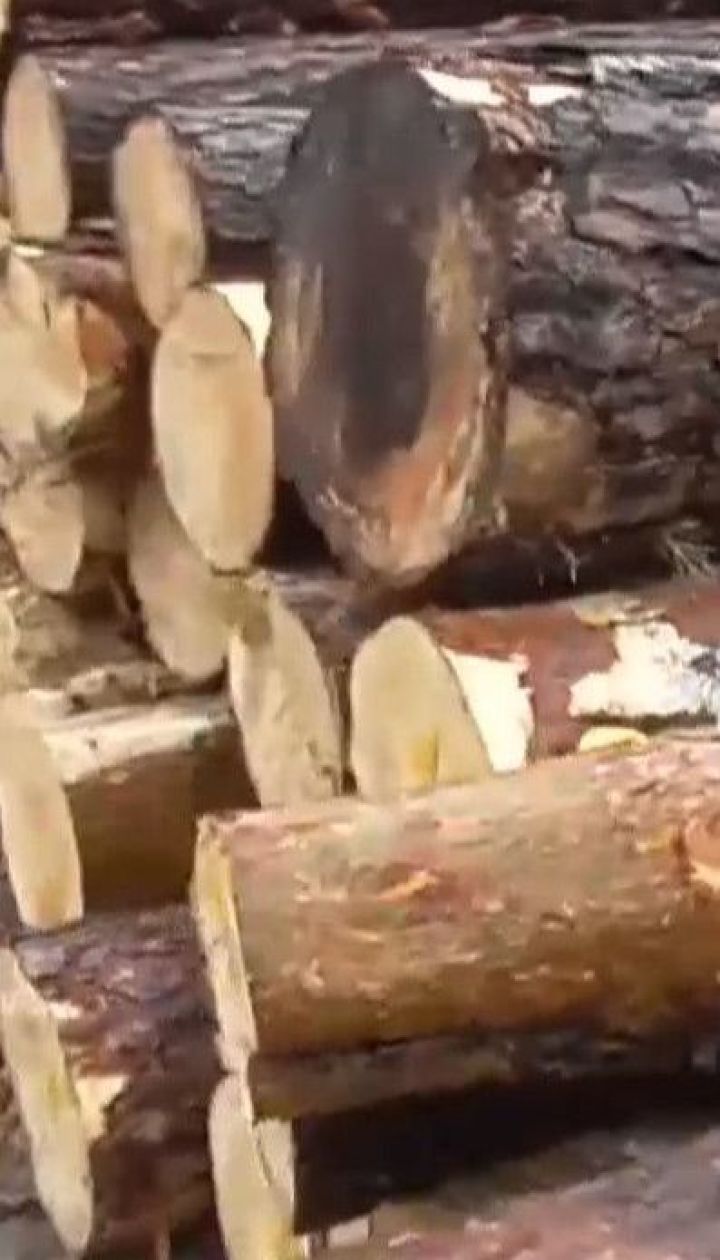 В Волынской области произошли массовые обыски у подозреваемых в краже леса