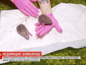 У киевлянки на балконе ежиха родила малышей: почему женщина приютила животное