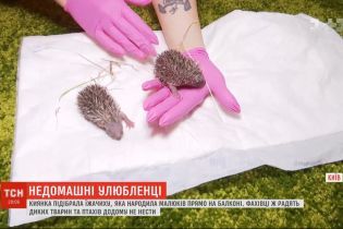 У киянки на балконі їжачиха народила малят: чому жінка прихистила тварину