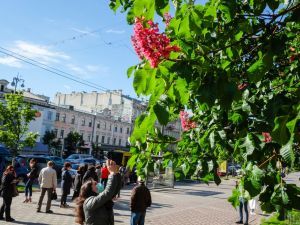 Самый тихий праздник за несколько десятков лет: как отметили День Киева