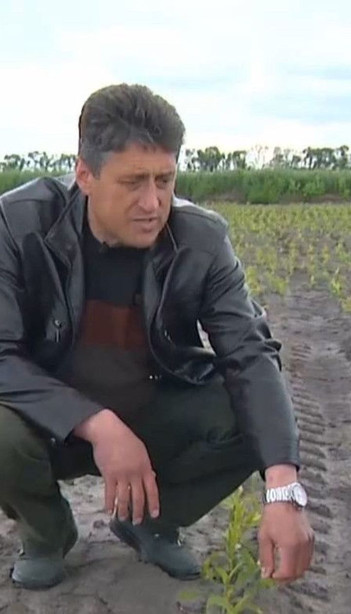Погодные капризы: засуха, ливни и заморозки нанесли немалые убытки фермерам