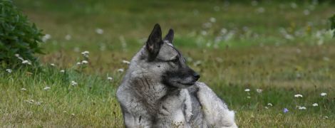 В Норвегии собака пережил оползень и полетал на вертолете спасателей: спасение сняли на видео