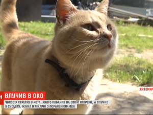 В Житомирской области мужчина выстрелил в глаз соседке, когда пытался поймать кота