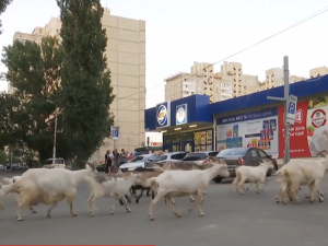 В Киеве женщина держит тридцать коз: что говорят на это соседи