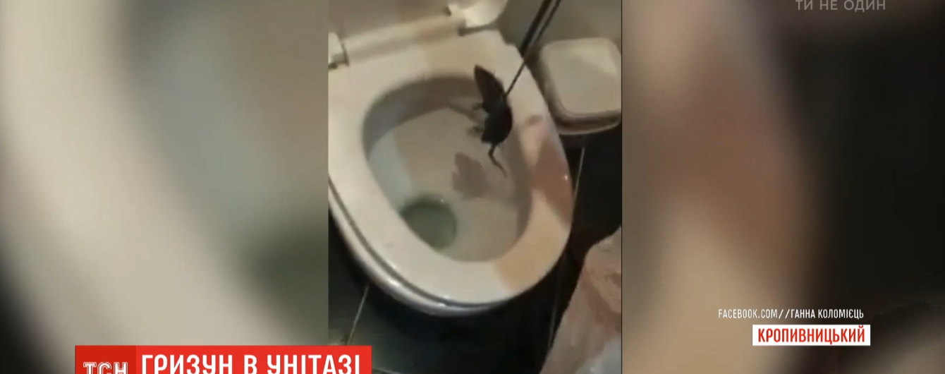 В Кропивницком жительница многоэтажки нашла в туалете живую крысу