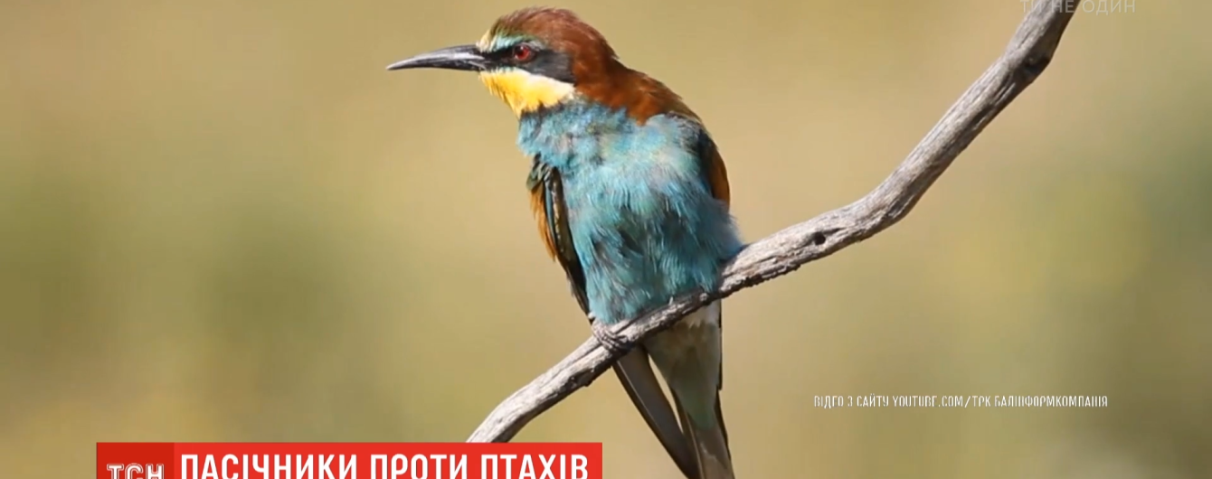 Заливають бетоном чи спалюють: українські пасічники вбивають птахів, які масово виїдають бджіл