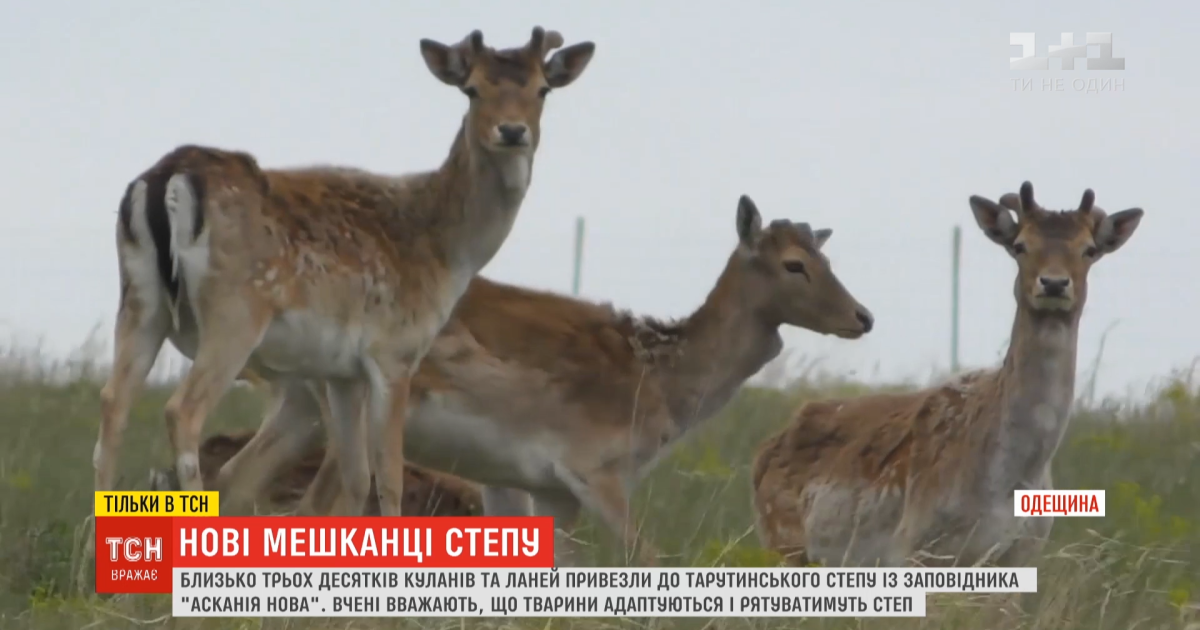 Как выглядит степа в реальной жизни