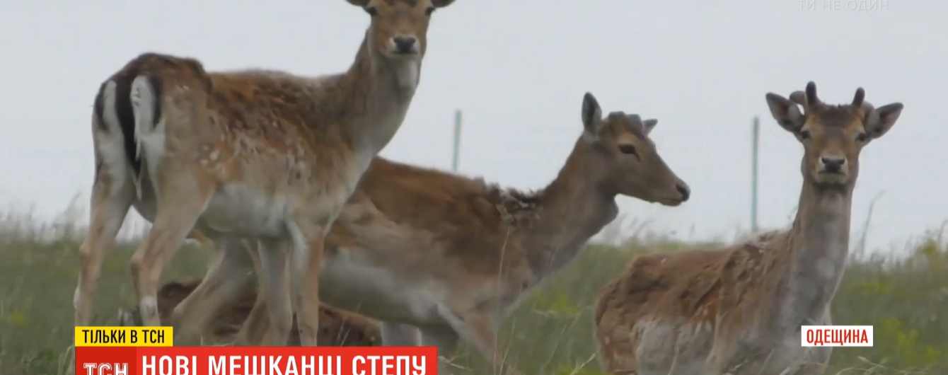 Врятувати заповідний степ: в Одеській області відновлюють популяцію куланів і ланей