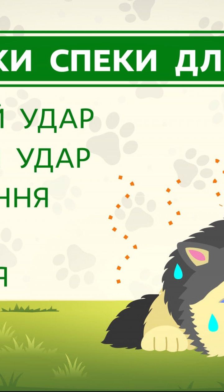 Як захистити собаку від перегрівання та теплового удару – поради ветеринара