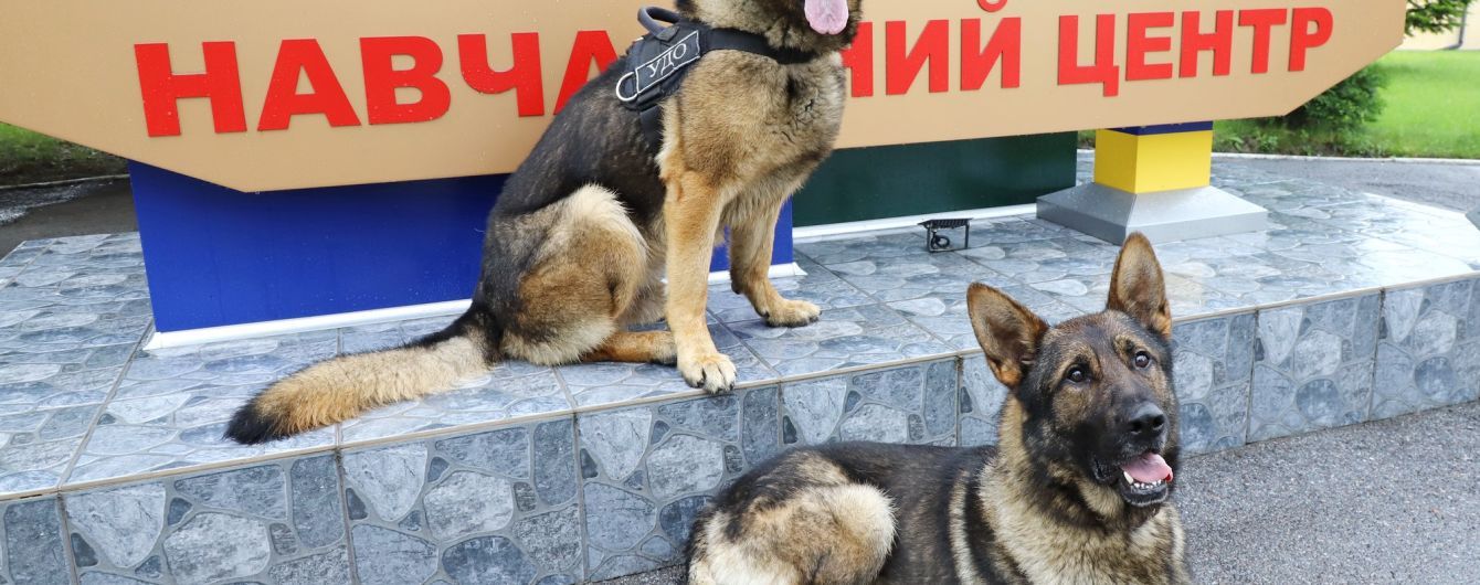 Защищать Зеленского: во Львовской области подготовили собак для президентской охраны