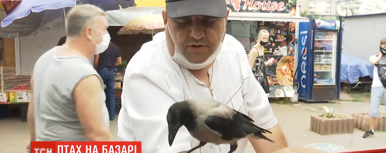 Розумний та харизматичний: ворон на ім'я Кирило подружився з продавцями столичного ринку