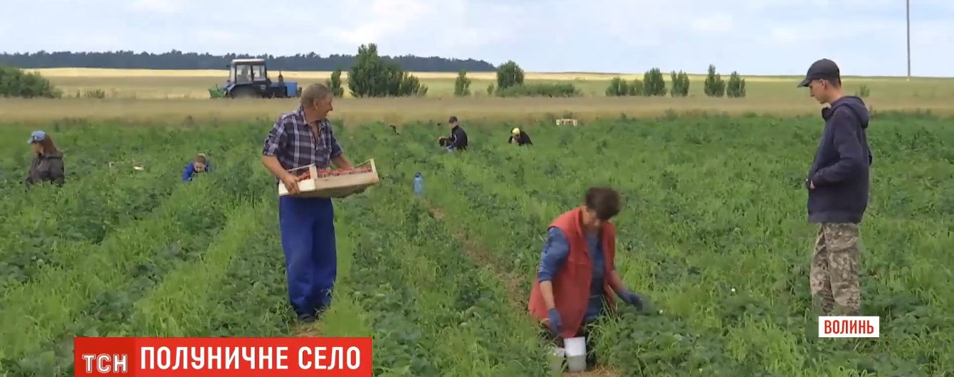 Мешканці волинського села масово вирощують полуницю: засаджено 300 га полів