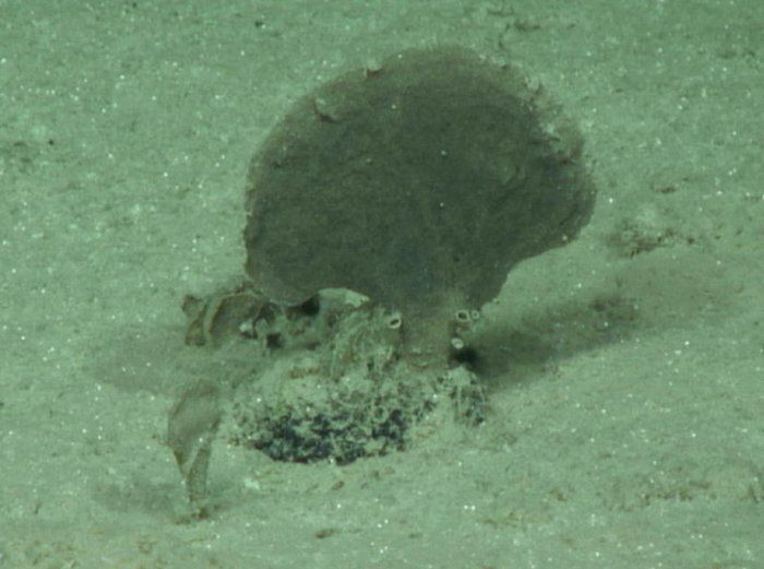 Moanammina