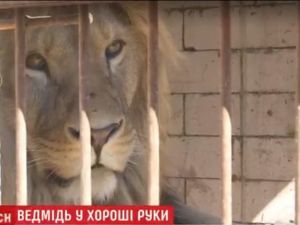 В Україні конфіскованих тварин віддаватимуть безкоштовно лише за гідні умови для них