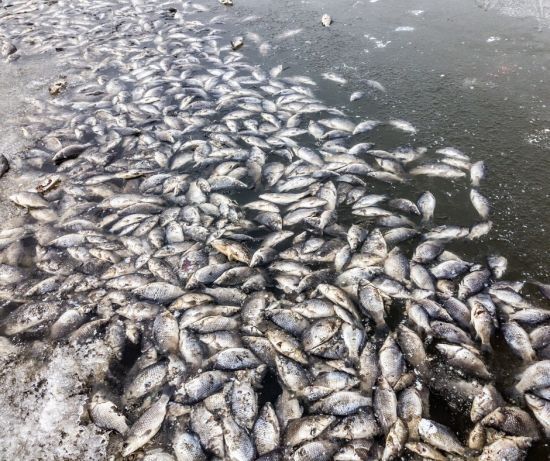 У Волинській області через брудну воду у річці масово загинула риба