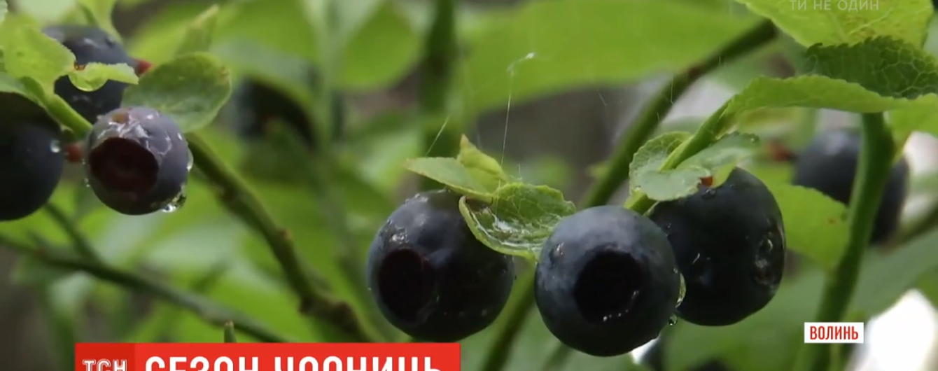 Сезон "чорного золота": як у Волинській області збирають чорницю та за скільки продають