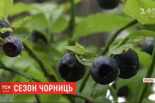 Сезон "черного золота": как в Волынской области собирают чернику и за сколько продают