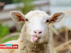 Як клонування вівці Доллі вплинуло на розвиток медицини