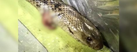 В Австралии мужчина поборол одну из самых смертоносных змей, пока вел машину
