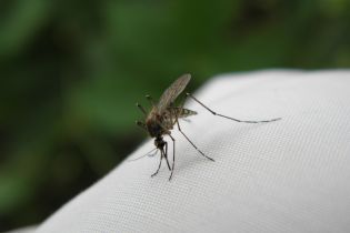 Во Львове медики обнаружили у мужчины опасную форму малярии