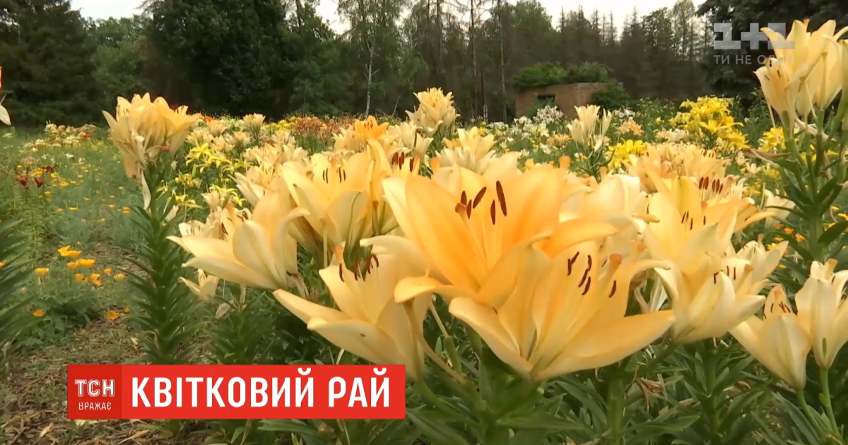 Цветочный рай: в ботаническом саду Харькова расцвела одна из крупнейших коллекций лилий в Украине