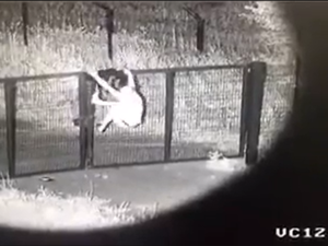 Пограничники показали забавное видео, как нарушитель перелезал через забор, чтобы попасть в РФ