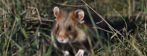 Хомяк обычный оказался под угрозой вымирания