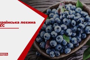 Україна за кілька років може стати одним з головних постачальників лохини в ЄС
