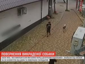 У Києві власники відшукали викраденого пса за 30 кілометрів від дому