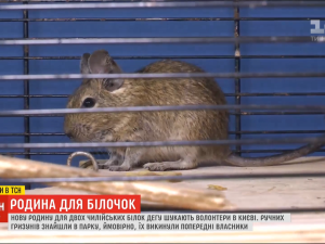 Двое чилийских бельчат дегу, которых нашли в столичном парке, ищут новую семью